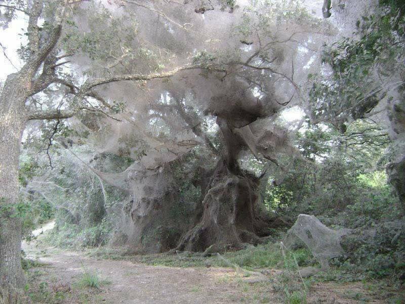 It is spider season in Australia!